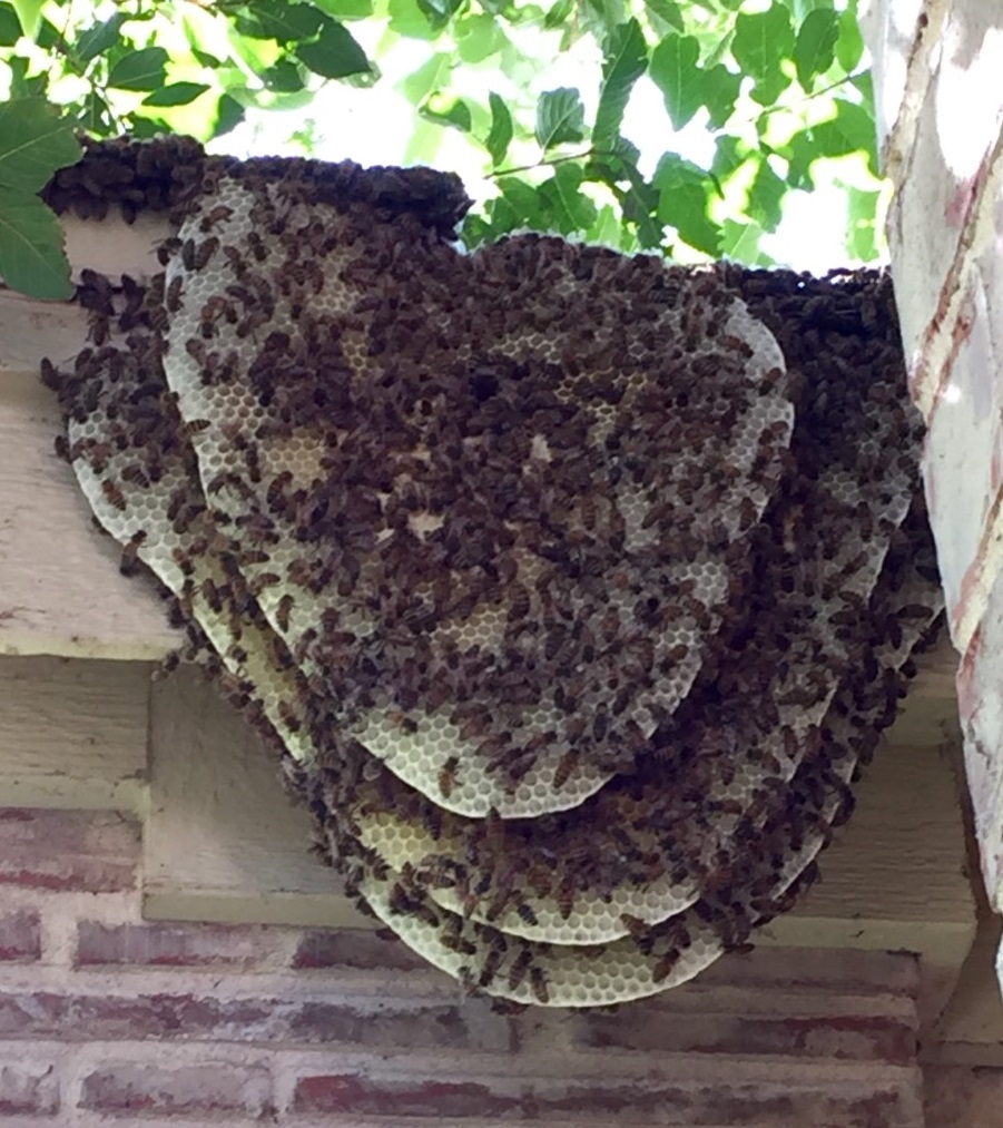 Beehives Vs. Wasp Nests How to Identify The Differences